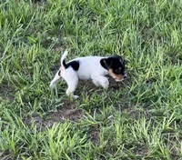Boy 3, a male Jack Russell Terrier for sale in Palestine, TX – 3 of 6