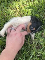 Boy 3, a male Jack Russell Terrier for sale in Palestine, TX – 6 of 6