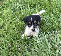 Boy 2, a male Jack Russell Terrier for sale in Palestine, TX – 2 of 7