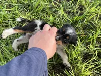 Boy 1, a male Jack Russell Terrier for sale in Palestine, TX – 4 of 6