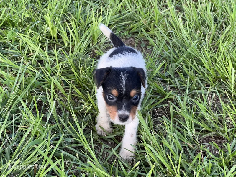 Boy 3, a male Jack Russell Terrier for sale in Palestine, TX – 1 of 6