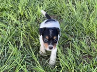 Boy 3, a male Jack Russell Terrier for sale in Palestine, TX – 1 of 6