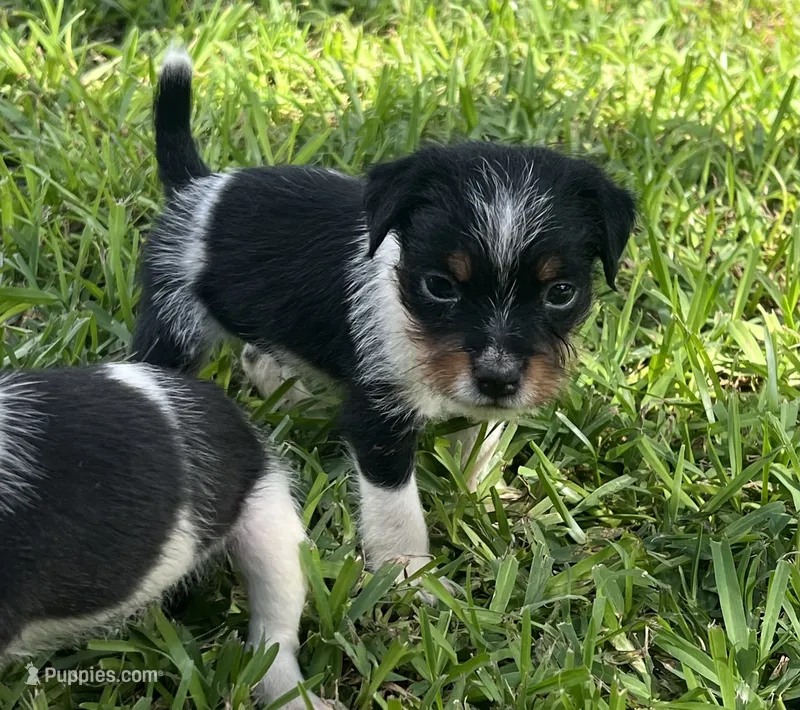 Boy 1 – Jack Russell Terrier puppy for sale in Palestine, TX