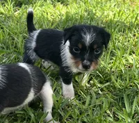 Boy 1, a male Jack Russell Terrier for sale in Palestine, TX – 1 of 6