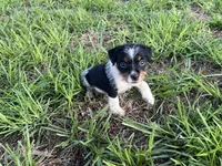 Boy 1, a male Jack Russell Terrier for sale in Palestine, TX – 5 of 6