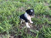 Boy 1, a male Jack Russell Terrier for sale in Palestine, TX – 6 of 6