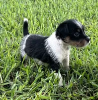 Boy 1, a male Jack Russell Terrier for sale in Palestine, TX – 2 of 6