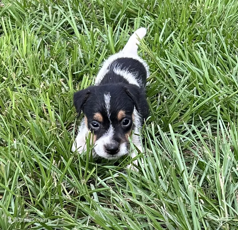 Boy 2 – Jack Russell Terrier puppy for sale in Palestine, TX