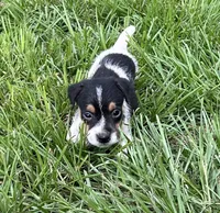 Boy 2, a male Jack Russell Terrier for sale in Palestine, TX – 1 of 7