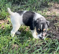 Boy 2, a male Jack Russell Terrier for sale in Palestine, TX – 6 of 7
