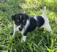 Boy 2, a male Jack Russell Terrier for sale in Palestine, TX – 7 of 7