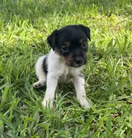 Girl, a female Jack Russell Terrier for sale in Palestine, TX – 2 of 7