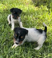 Boy 3, a male Jack Russell Terrier for sale in Palestine, TX – 4 of 6