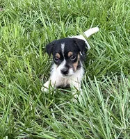 Boy 2, a male Jack Russell Terrier for sale in Palestine, TX – 3 of 7