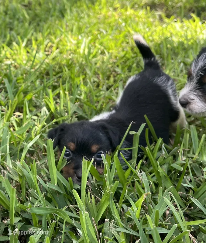 Girl – Jack Russell Terrier puppy for sale in Palestine, TX
