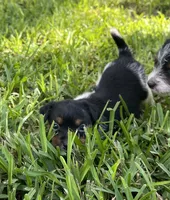 Girl, a female Jack Russell Terrier for sale in Palestine, TX – 1 of 7
