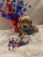 Maggie, a female Golden Retriever for sale in Wilburton, OK – 2 of 4