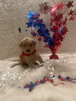 Tripp, a male Golden Retriever for sale in Wilburton, OK – 2 of 3