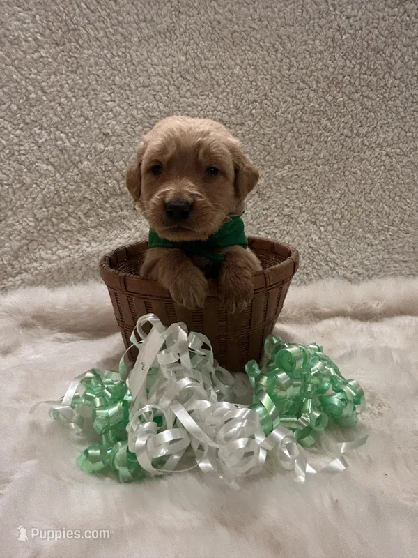 Jeremiah – Golden Retriever puppy for sale in Wilburton, OK