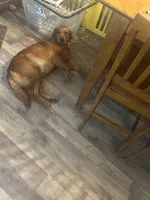 Thomas, a male Golden Retriever for sale in Wilburton, OK – 4 of 4