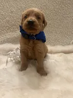 Baker, a male Golden Retriever for sale in Wilburton, OK – 3 of 7