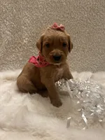 Carmen , a female Golden Retriever for sale in Wilburton, OK – 2 of 6