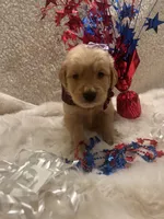 Piper , a female Golden Retriever for sale in Wilburton, OK – 3 of 3