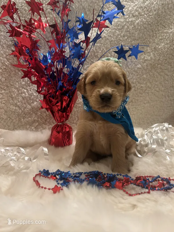 Sandy – Golden Retriever puppy for sale in Wilburton, OK