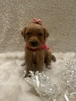 Carmen , a female Golden Retriever for sale in Wilburton, OK – 3 of 6