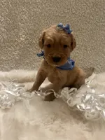 Molly, a female Golden Retriever for sale in Wilburton, OK – 2 of 5