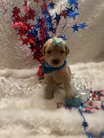 Sandy, a female Golden Retriever for sale in Wilburton, OK – 2 of 4
