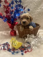 Maggie, a female Golden Retriever for sale in Wilburton, OK – 4 of 4