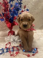 Harper , a female Golden Retriever for sale in Wilburton, OK – 2 of 3