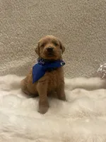 Baker, a male Golden Retriever for sale in Wilburton, OK – 4 of 7