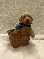 Baker, a male Golden Retriever for sale in Wilburton, OK – 2 of 7