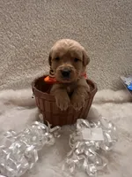 Aslan, a male Golden Retriever for sale in Wilburton, OK – 1 of 5
