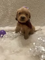 Tally, a female Golden Retriever for sale in Wilburton, OK – 2 of 4