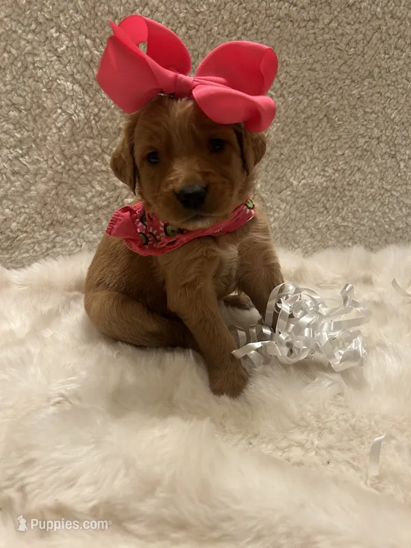 Carmen  – Golden Retriever puppy on hold in Wilburton, OK