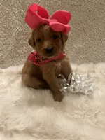 Carmen , a female Golden Retriever for sale in Wilburton, OK – 1 of 6