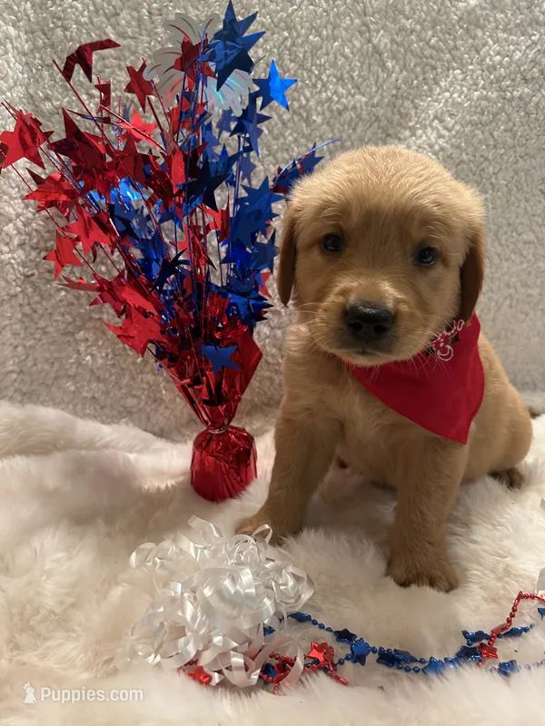 Thomas – Golden Retriever puppy for sale in Wilburton, OK