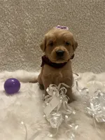 Tally, a female Golden Retriever for sale in Wilburton, OK – 4 of 4