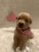 Margo, a female Golden Retriever for sale in Wilburton, OK – 3 of 7