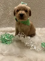 Maggie , a female Golden Retriever for sale in Wilburton, OK – 2 of 5