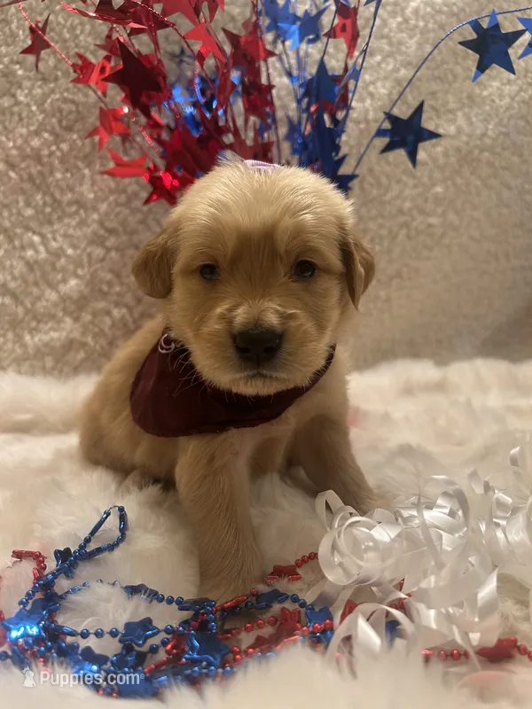 Piper  – Golden Retriever puppy for sale in Wilburton, OK