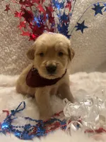 Piper , a female Golden Retriever for sale in Wilburton, OK – 1 of 3