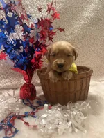 Lilly, a female Golden Retriever for sale in Wilburton, OK – 3 of 3