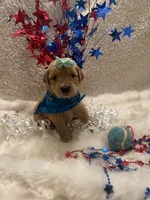 Sandy, a female Golden Retriever for sale in Wilburton, OK – 3 of 4