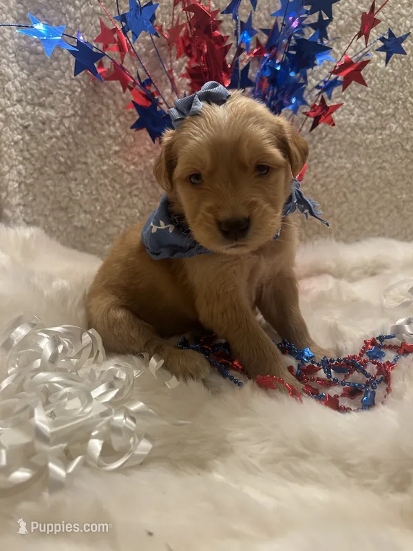 Maggie – Golden Retriever puppy for sale in Wilburton, OK