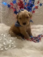 Maggie, a female Golden Retriever for sale in Wilburton, OK – 1 of 4