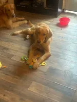 Maggie , a female Golden Retriever for sale in Wilburton, OK – 5 of 5